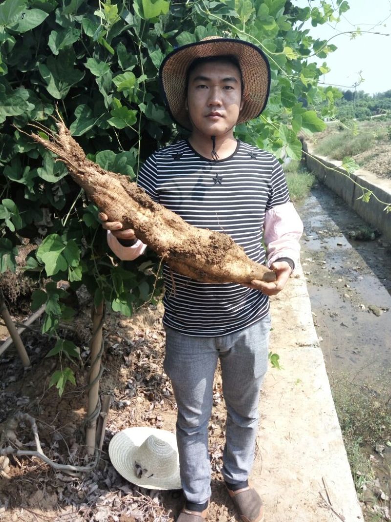 葛根无渣粉葛食材葛根菜葛