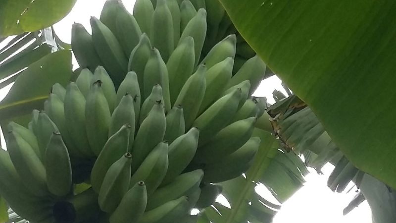 西贡蕉八成熟