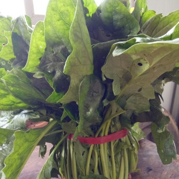 大叶菠菜25~30厘米