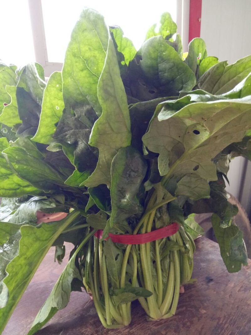 大叶菠菜25~30厘米