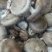 香菇8672.5~3cm