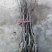 核桃苗50~100cm一年苗，薄皮核桃树苗，现挖现发