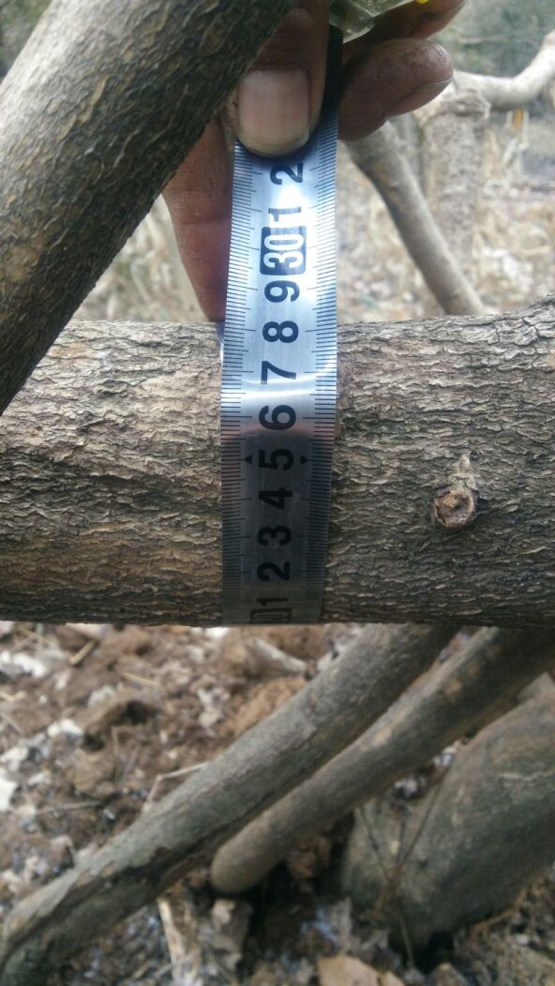 紫藤3~4cm1.5~2米