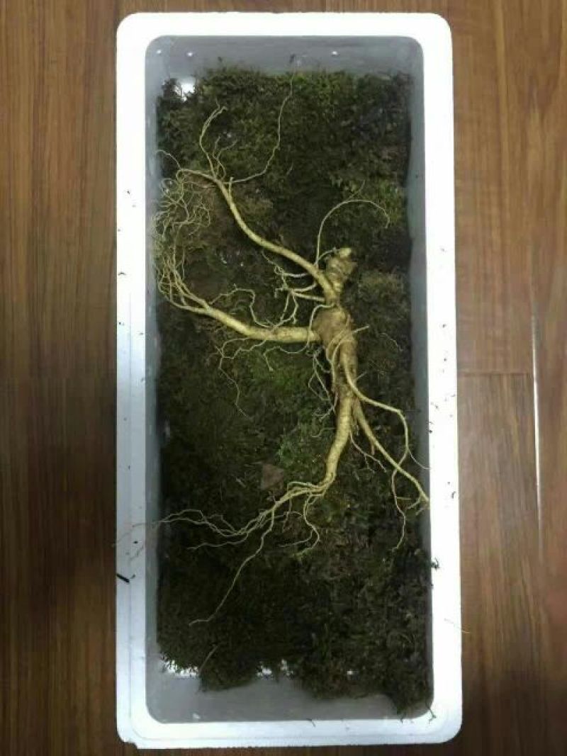 林下参