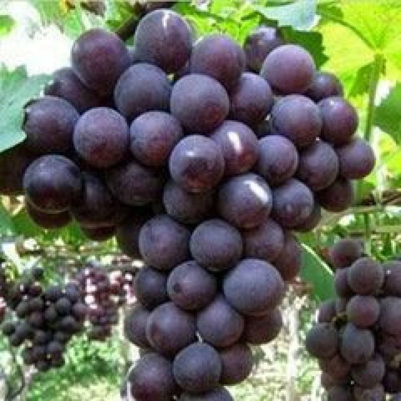 户太八号葡萄1~2斤5%以下