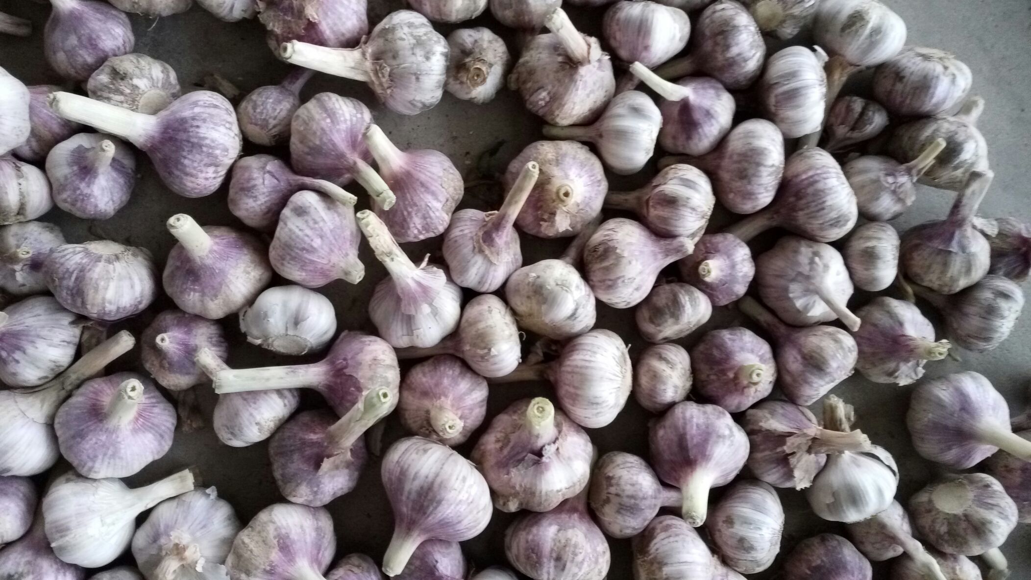 金乡大蒜山东济宁市金乡县_批发_供应-一亩田