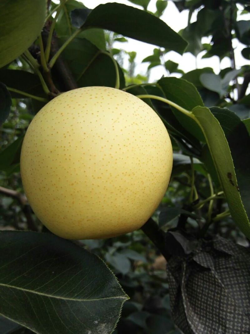 皇冠梨250~300g纸袋