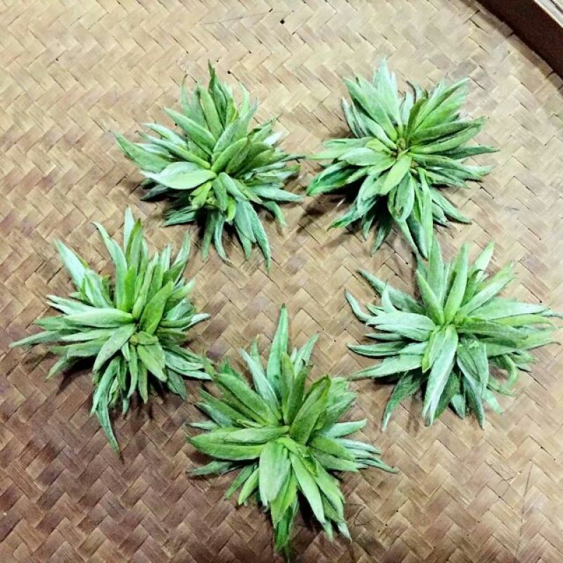 五峰绿茶