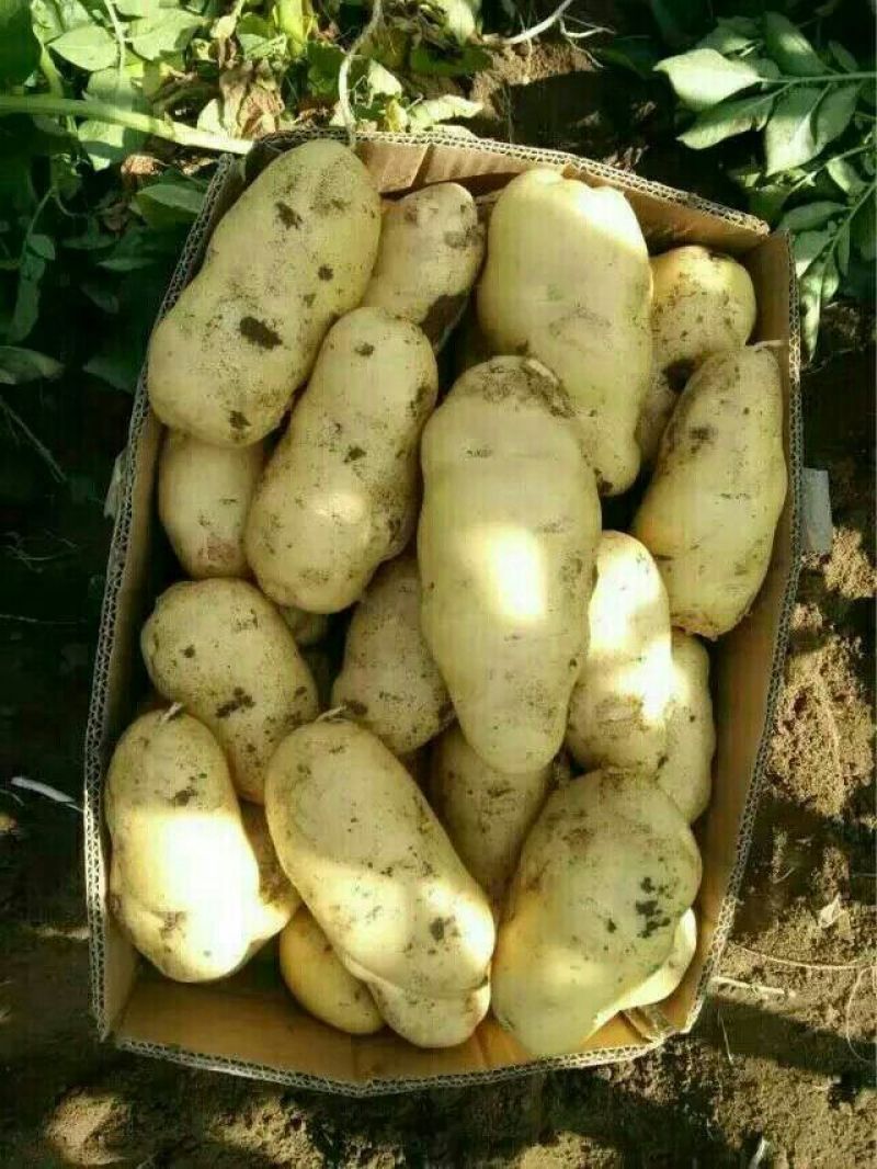 肥城新土豆荷兰十五新土豆大量供应中产量高个头大