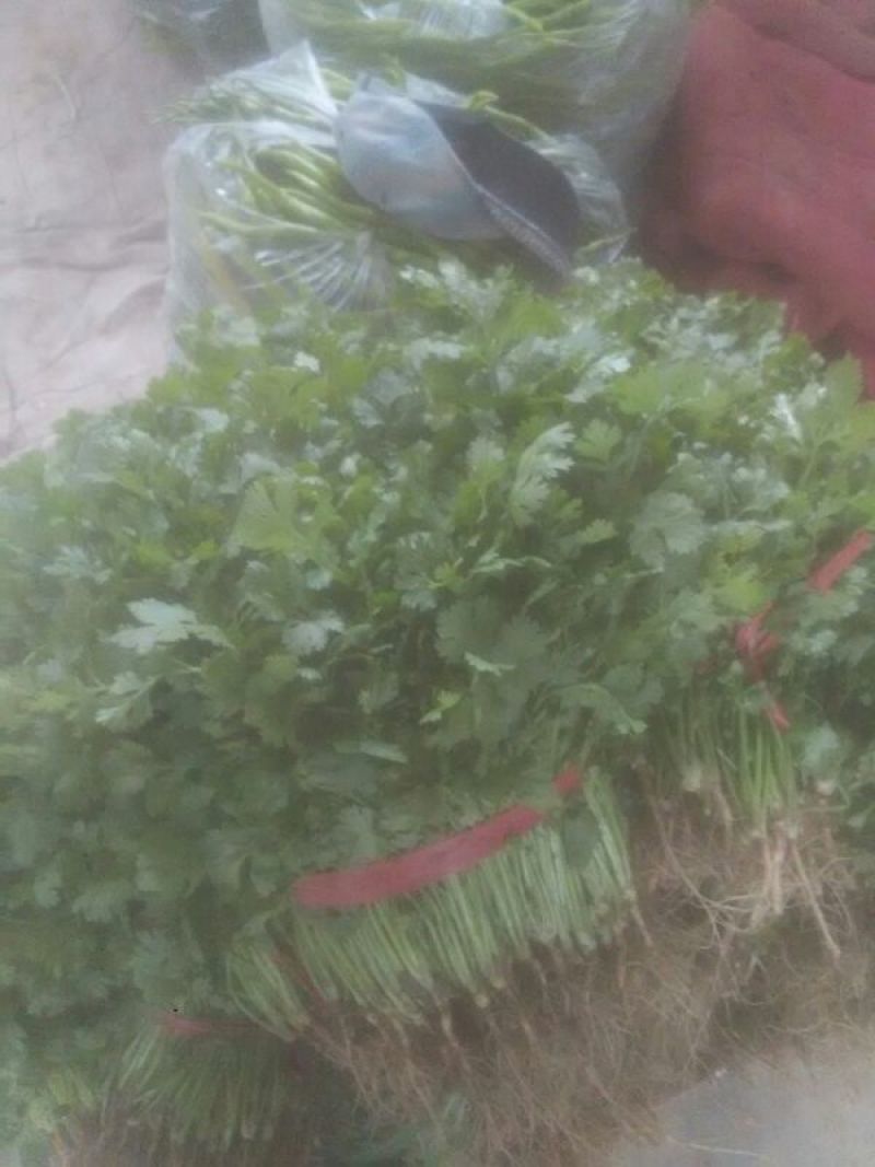 大叶香菜滑县香菜20~25厘米以上精品发全国
