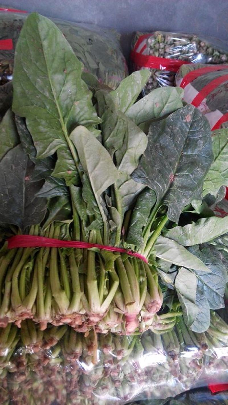 越冬菠菜