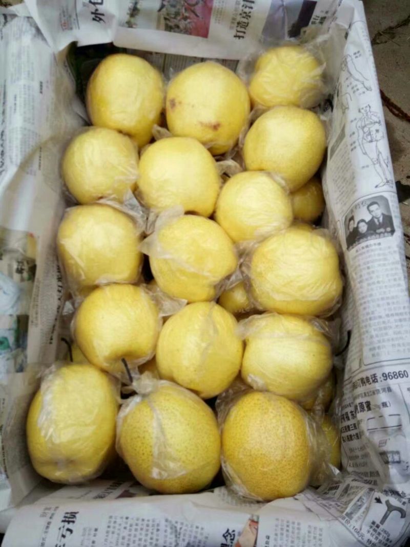 雪花梨500~550g膜袋