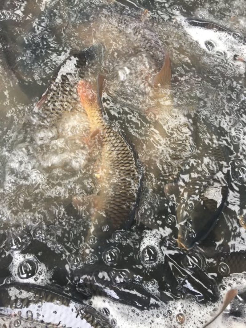 池鲤鱼1~2公斤食用