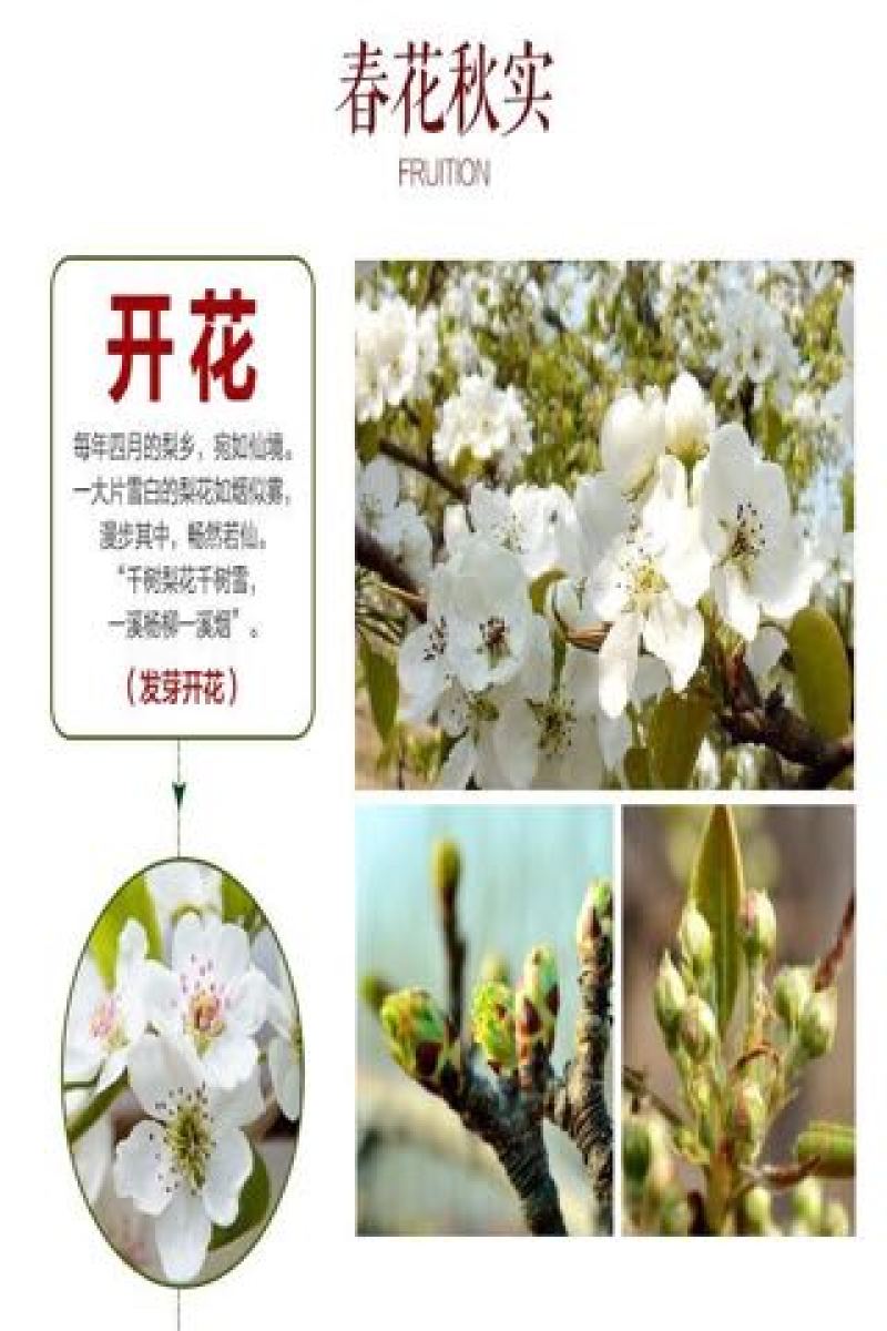 梨
