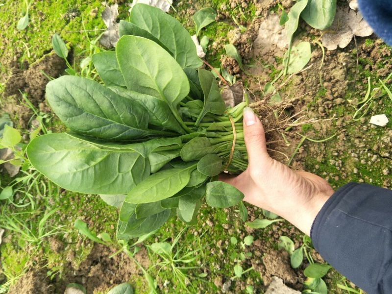 菠菜10~15厘米