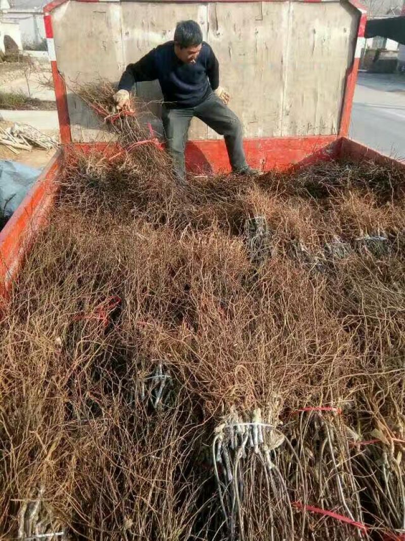蟠枣树苗：龙须枣苗，冰糖枣苗，酸枣苗，2，3公分冬枣树苗