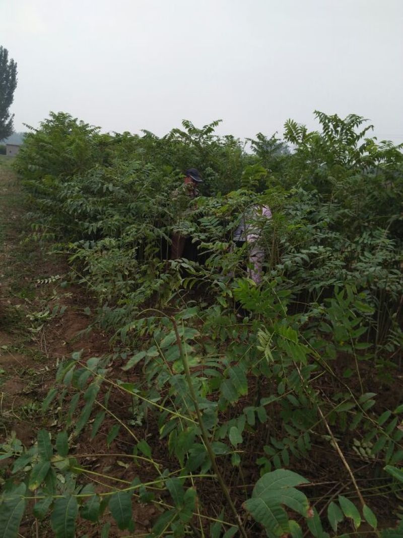 红油香椿苗80cm以上大棚