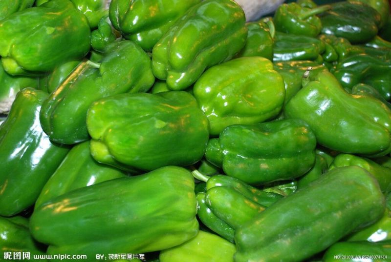 鲜辣椒15~20厘米红