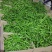 线椒15~20厘米中辣新苗上市全国发货