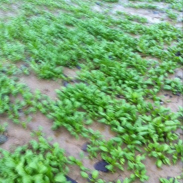 越冬菠菜