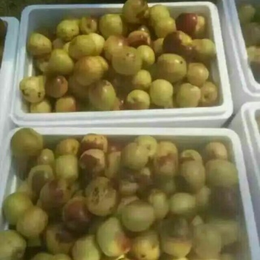 冬枣拐一