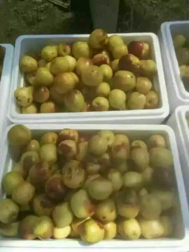 冬枣拐一