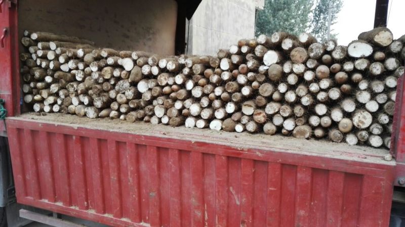 精品九斤黄山药湖北襄阳产区