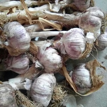 红蒜混级统货干蒜