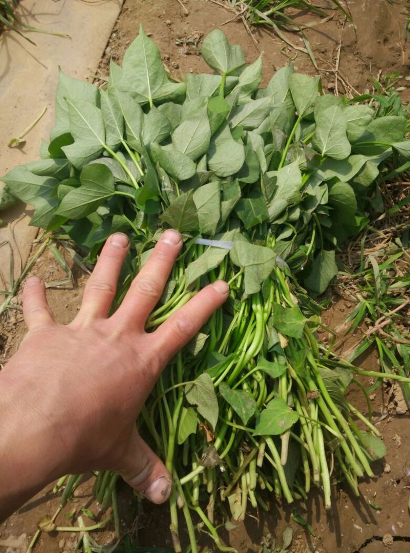 商薯19红薯苗15~25cm