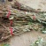 板栗苗50~80cm