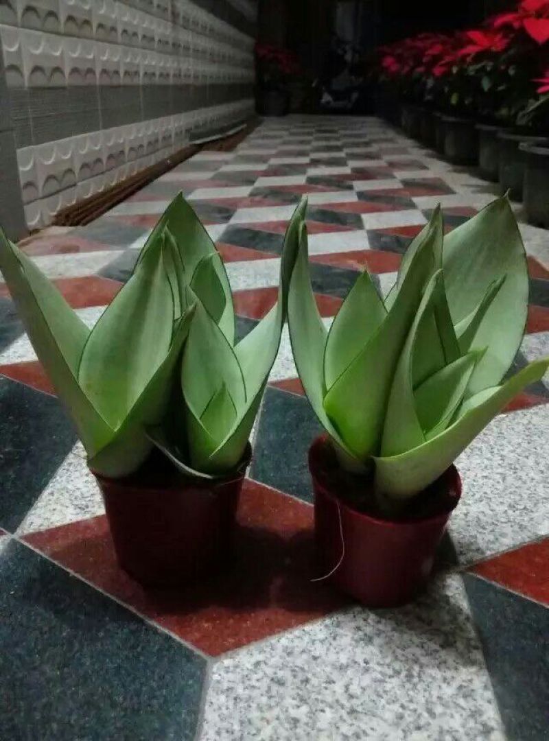 虎皮兰