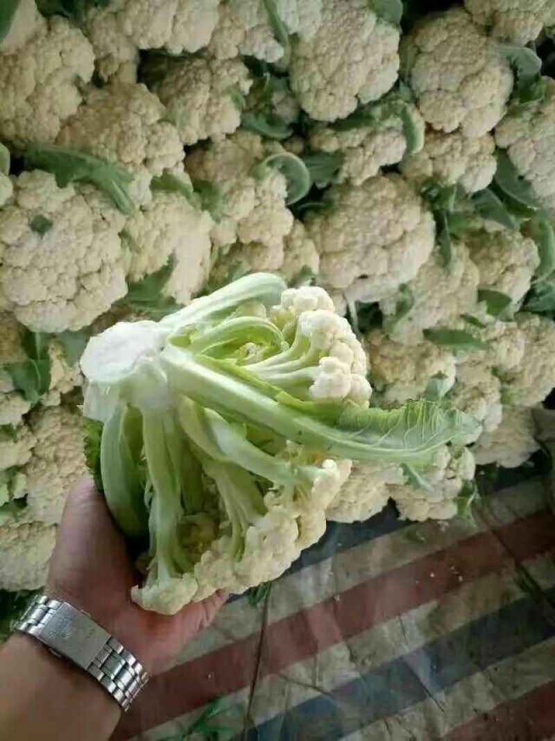 白花菜散装
