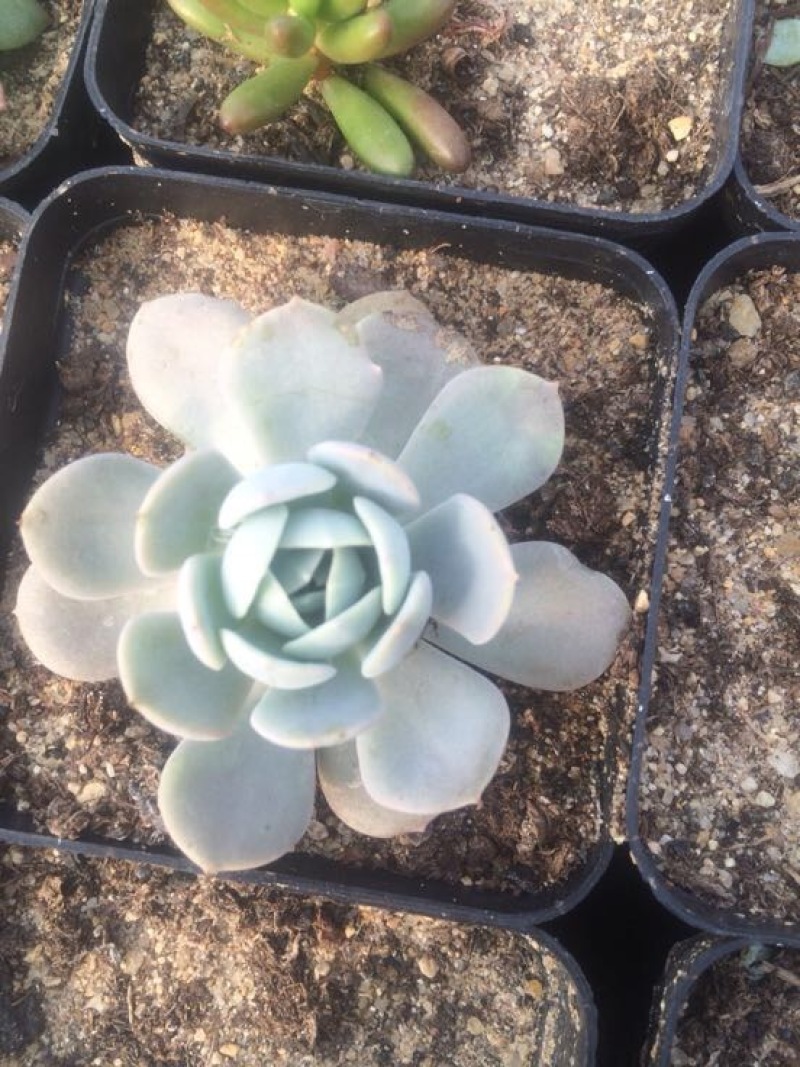 多肉植物