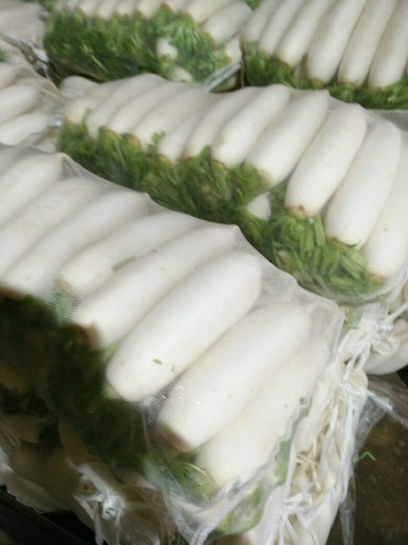 白萝卜1~1.5斤起