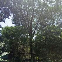 皂角树18~20cm20cm以上4米以上