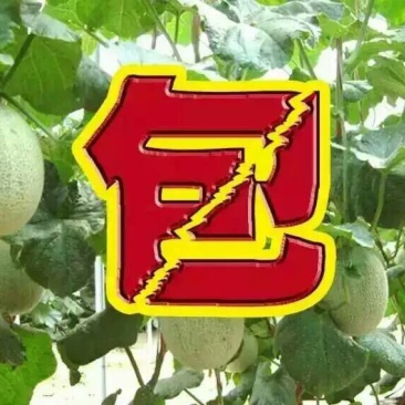 西州蜜瓜3斤以上椭圆形