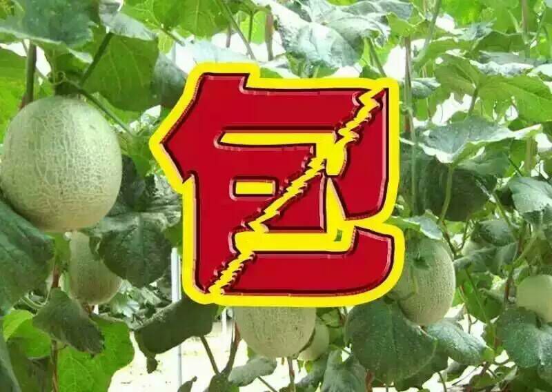 西州蜜瓜3斤以上椭圆形