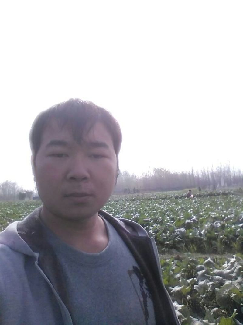 红菜苔10~15厘米