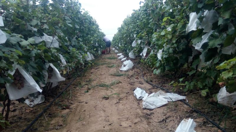 河北邯郸大量供应各种规格优质葡萄树1.5~2m