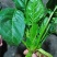 大叶菠菜15~20厘米
