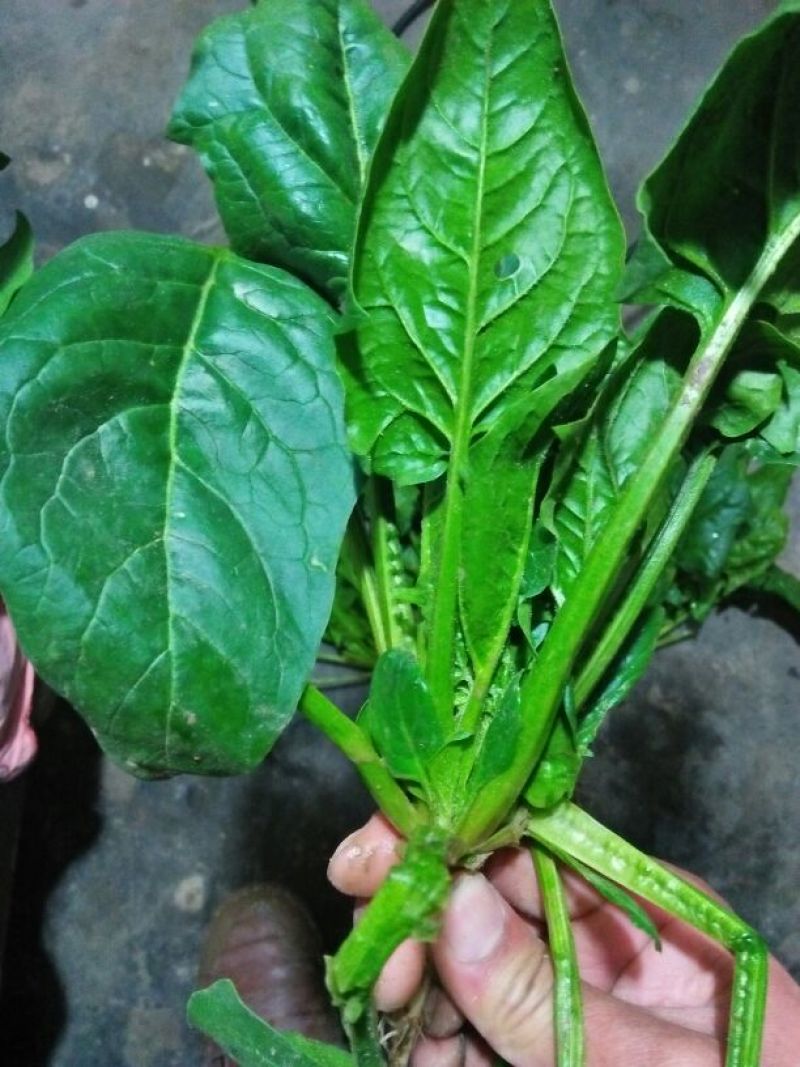 大叶菠菜15~20厘米