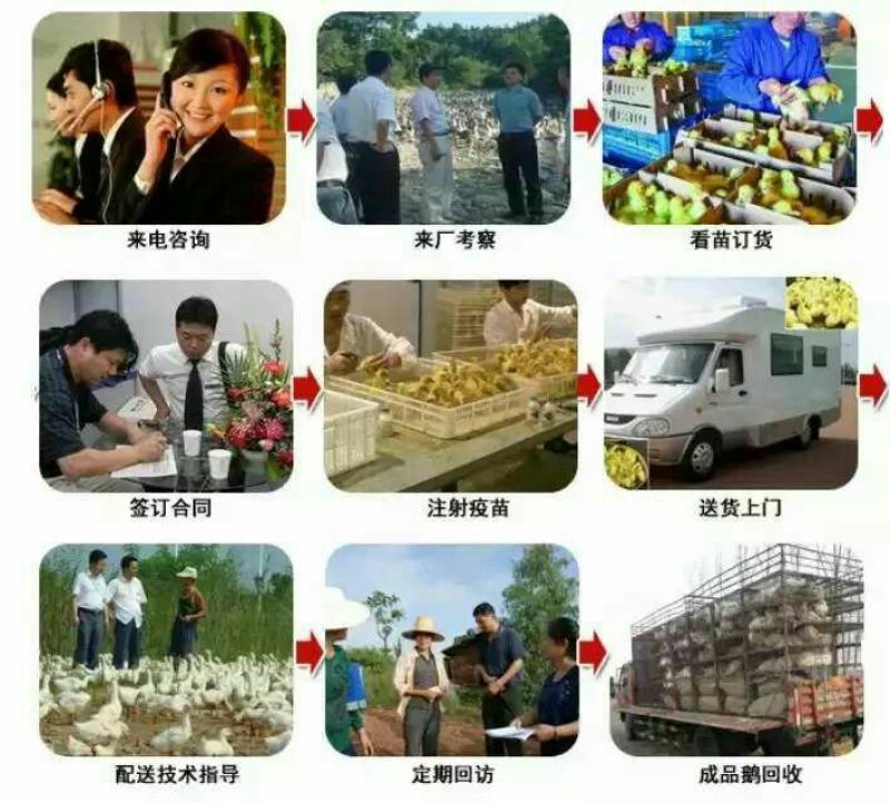 扬州大白鹅苗250g以上