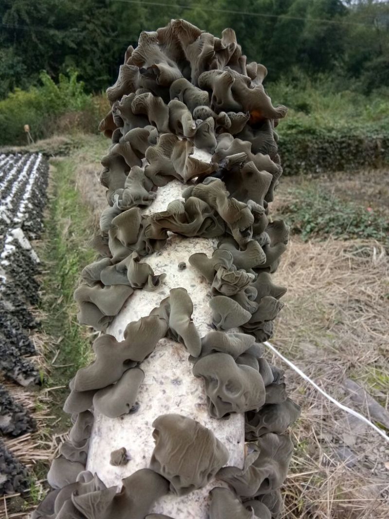 干木耳一级