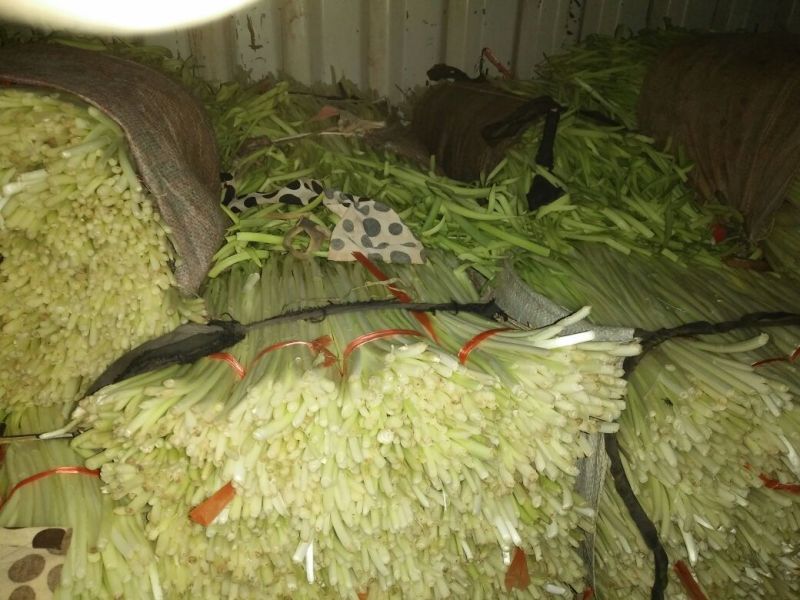 韭黄头茬40~50公分