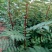 花椒苗大红袍花椒种植基地