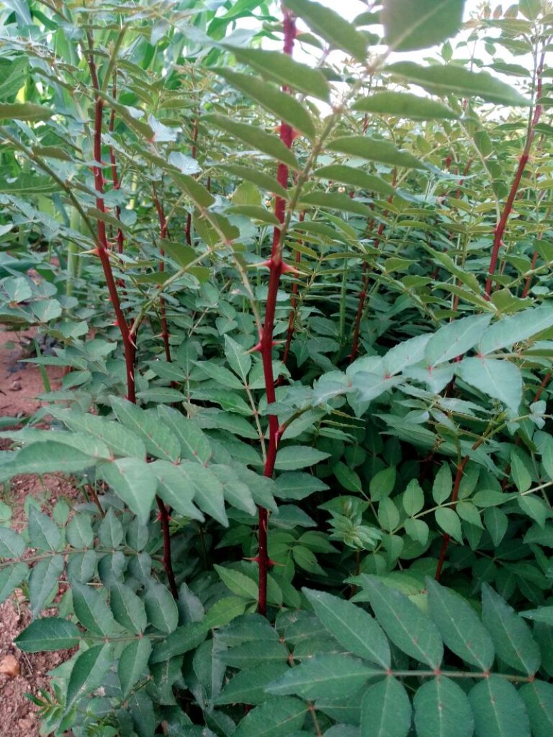 花椒苗大红袍花椒种植基地