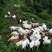 波尔山羊20__80