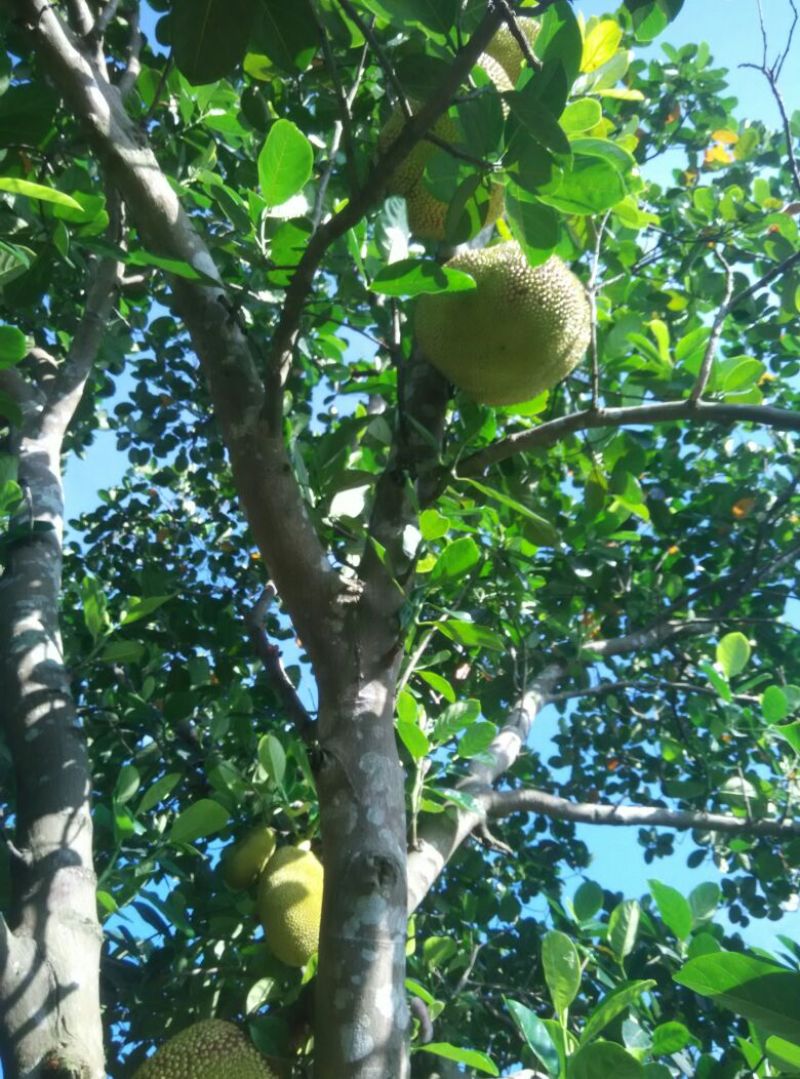 菠萝蜜5~10斤，68/个，广东省内包邮