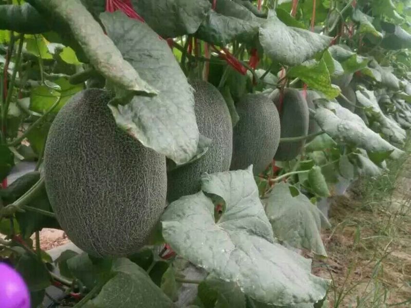 西州蜜瓜