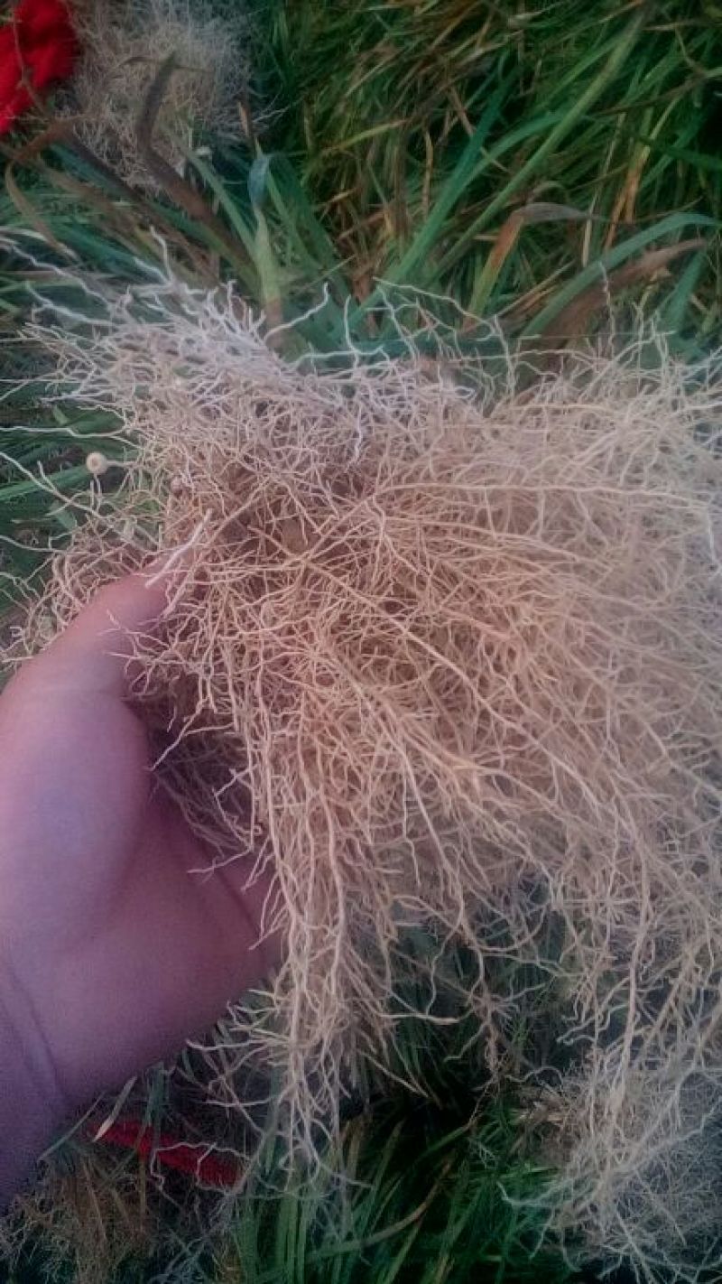 麦冬草